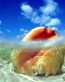 Oceans and Surf Wall Graphic Decals 32