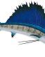 sailfish color fish decal