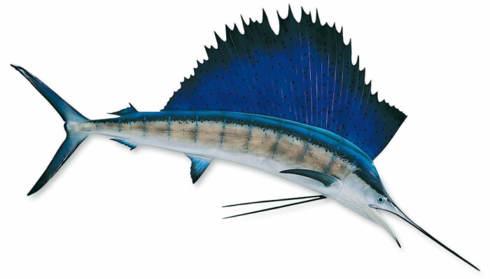 sailfish color fish decal