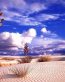 Sand and Deserts Vinyl Wall Graphics 44