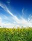 Spring TIme Vinyl Wall Decals 33