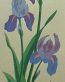 7x17 Iris Flower 1