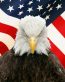 Bald Eagle with Flag Digital Vinyl Decal Sticker