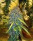 Bud Pictures 07