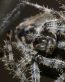 Bugs Up Close 61