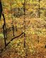 Fall Colors Adhesive Wall Graphics 13