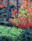 Fall Colors Adhesive Wall Graphics 41