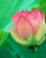 Flowers and Plants Vinyl Wall Art 021