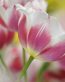 Flowers and Plants Vinyl Wall Art 070