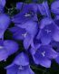 Flowers and Plants Vinyl Wall Art 127