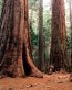 Forest and Trees Vinyl Wall Decals 043