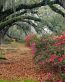 Landscape Vinyl Wall Graphic Decals 05