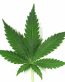 marijuana leaf photo sticker