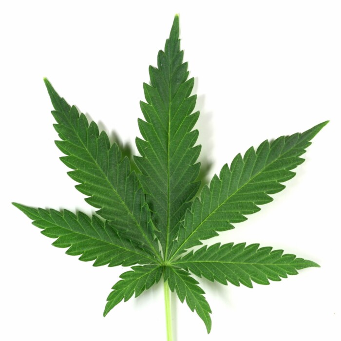 marijuana leaf photo sticker