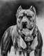 Pitbull Graphics 1