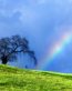 Rainbow Vinyl Wall Art Graphics 22