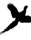 Pheasant Flying Decal