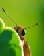 Bugs Up Close 25