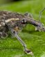 Bugs Up Close 62