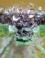 Bugs Up Close 69