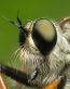 Bugs Up Close 80