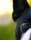 Dog Vinyl Wall Graphics 11
