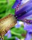 Flowers and Plants Vinyl Wall Art 005
