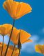 Flowers and Plants Vinyl Wall Art 007