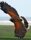 Hawk Flying Bird decal wall window sticker