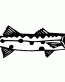 Barracuda Decal