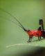 Bugs Up Close 56