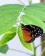 Butterflies and Bugs Wall Decals 36