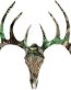 CAMO DEER SKULL 1