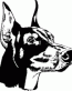 Doberrman Head Decal