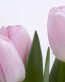 Flowers and Plants Vinyl Wall Art 091