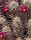 Flowers and Plants Vinyl Wall Art 116
