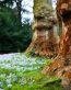 Forest and Trees Vinyl Wall Decals 121