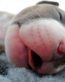 Pitbull Photo Stickers 02