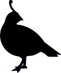 Quail Vinyl Decal