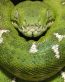 Snake in tree photo decal
