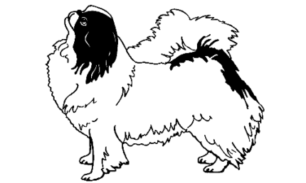 058 Shih Tzu 2 Decal