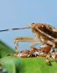 Bugs Up Close 26
