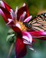 Butterflies and Bugs Wall Decals 45
