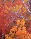 Fall Colors Adhesive Wall Graphics 06