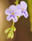 Flowers and Plants Vinyl Wall Art 092