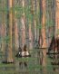 Forest and Trees Vinyl Wall Decals 031