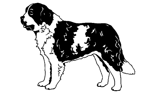 60 St Bernard Decal