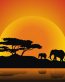African Animal Stickers COLOR 6