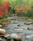 Fall Colors Adhesive Wall Graphics 12