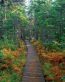 Fall Colors Adhesive Wall Graphics 34